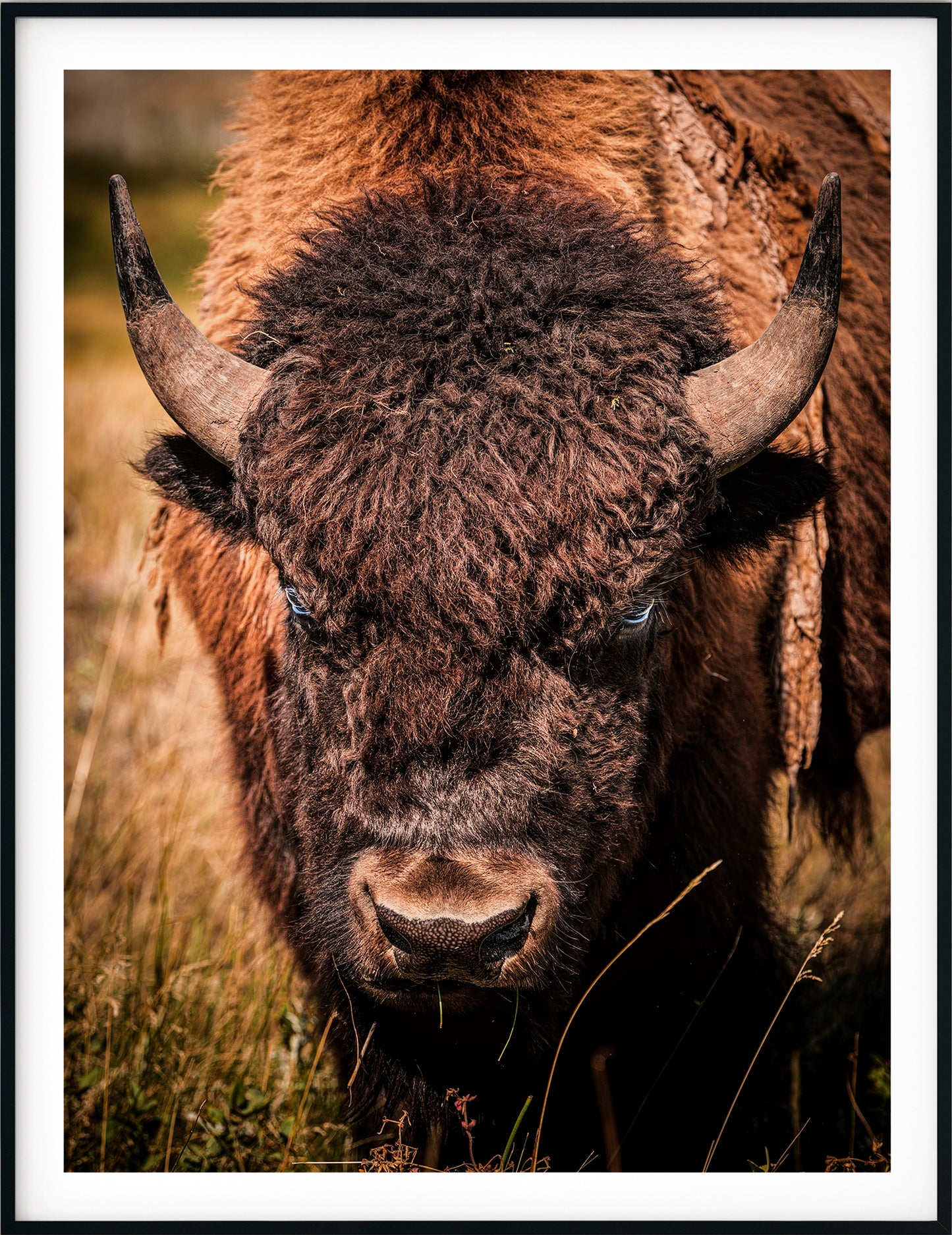 The Staredown – A Glimpse into the Wild