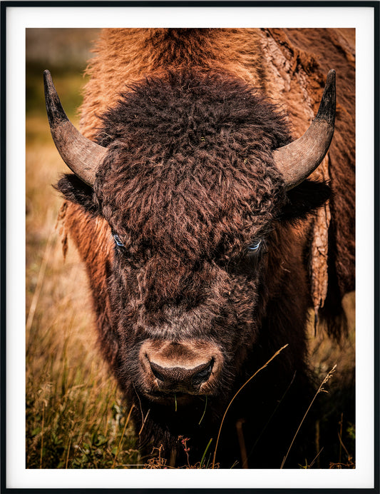 The Staredown – A Glimpse into the Wild