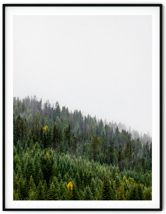 A Whisper of Autumn – The Changing Forest
