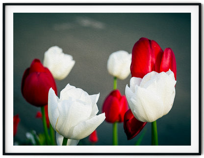 Red and White Tulips